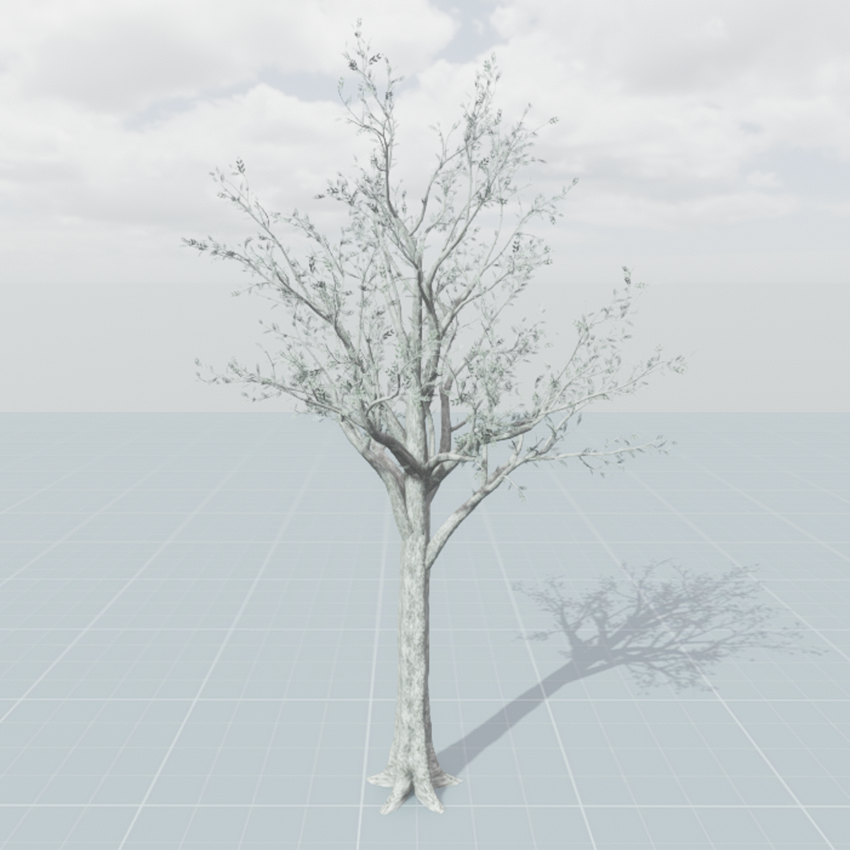 Dawn Redwood Young 1