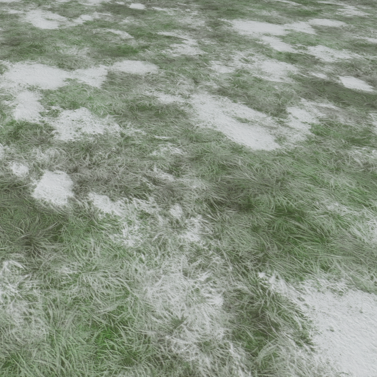 Snowy Grass 1
