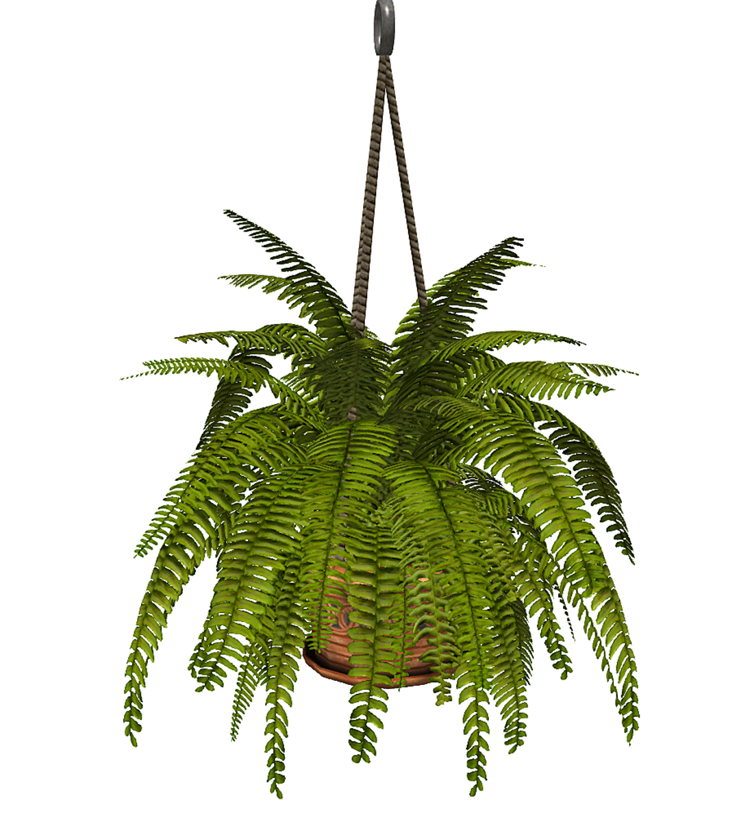Hanging Fern