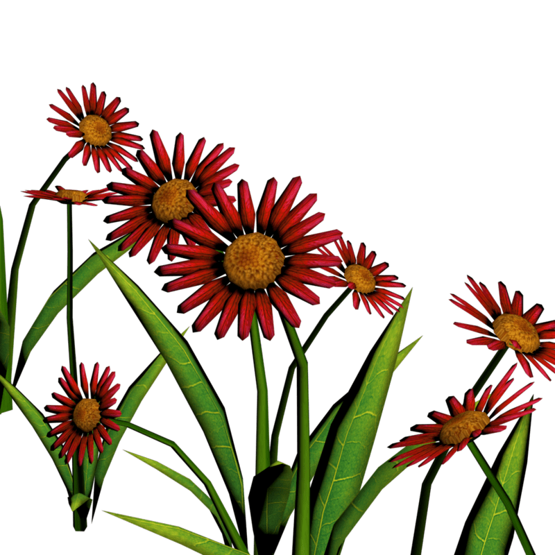 Daisies For Pathways 4