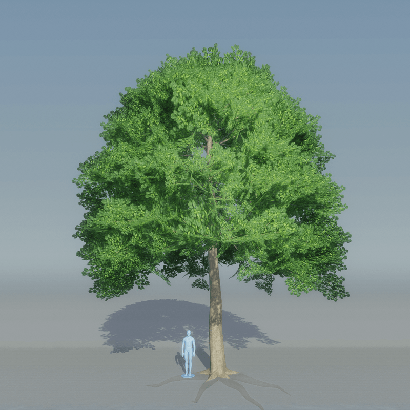 Beech Tree 4 with roots