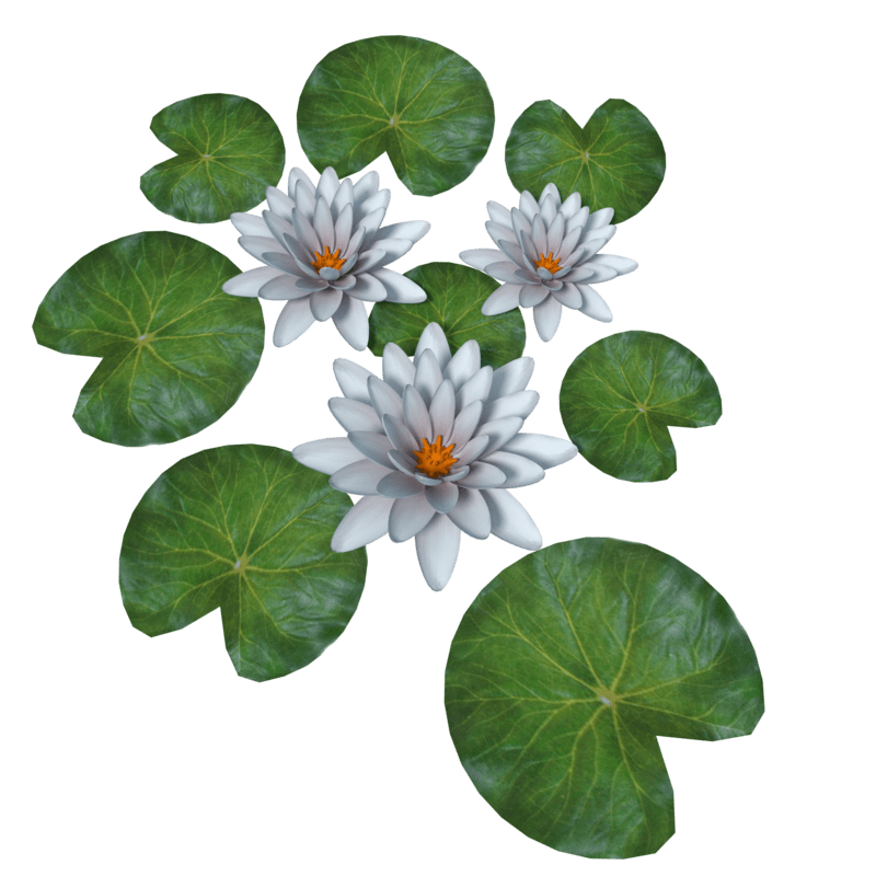 Plant Waterlily Light