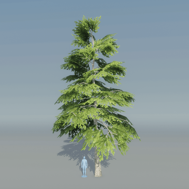 Fir Tree 5