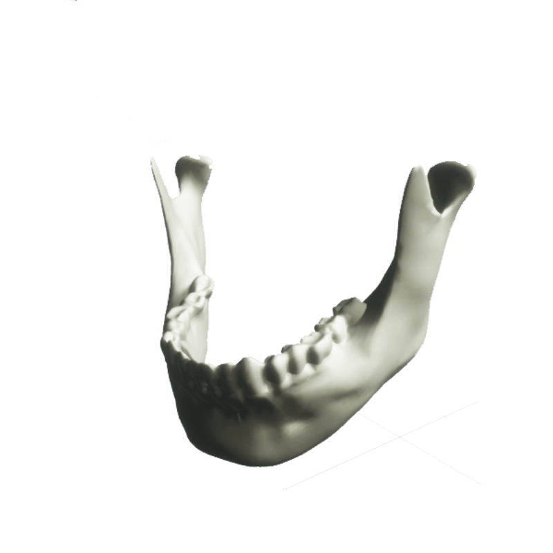 Skeleton - SKULL (Jaw) - COL