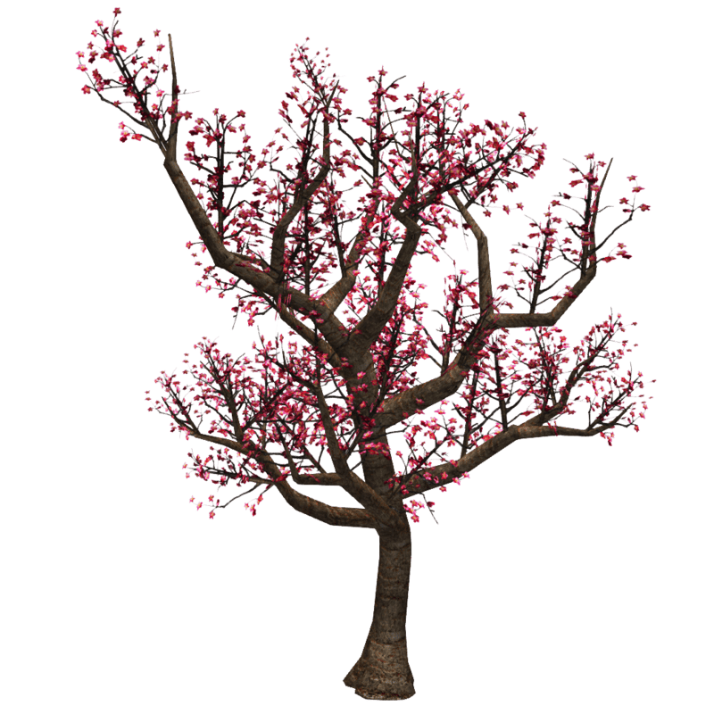 Cherry Blossom Tree 2