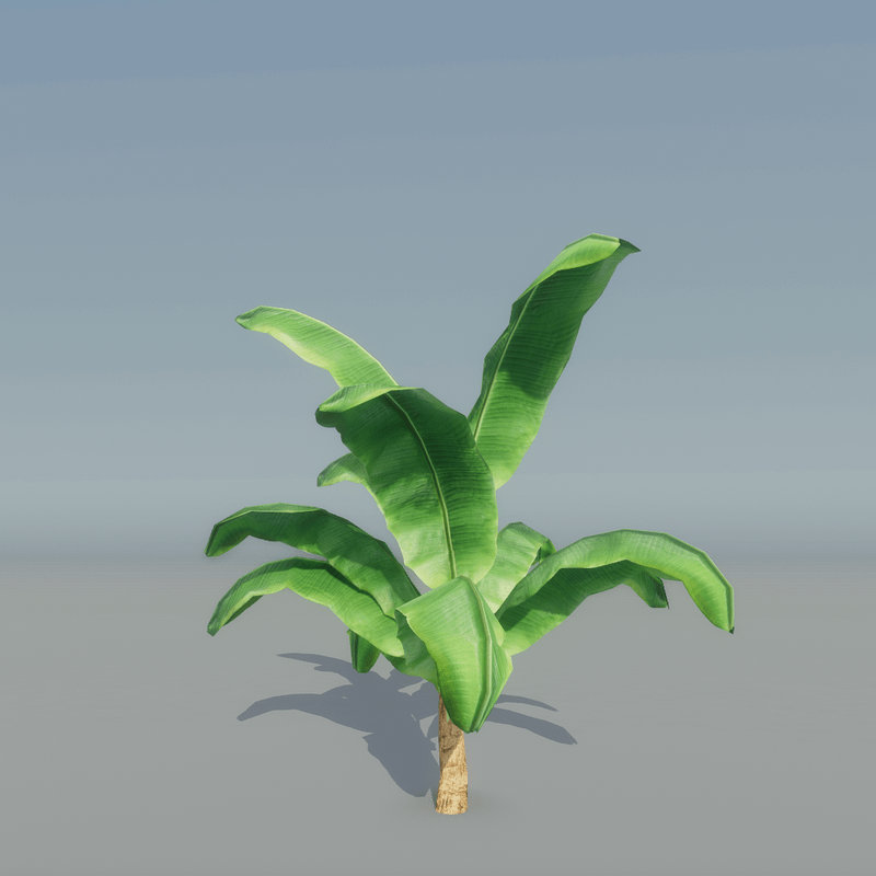 Banana Plant 5