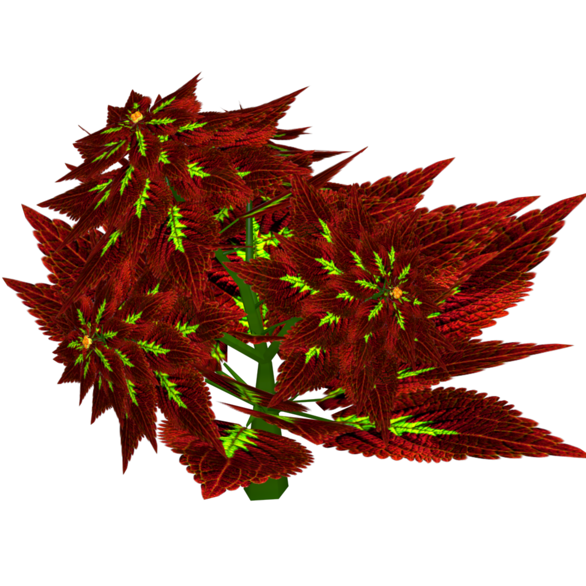 Coleus 10