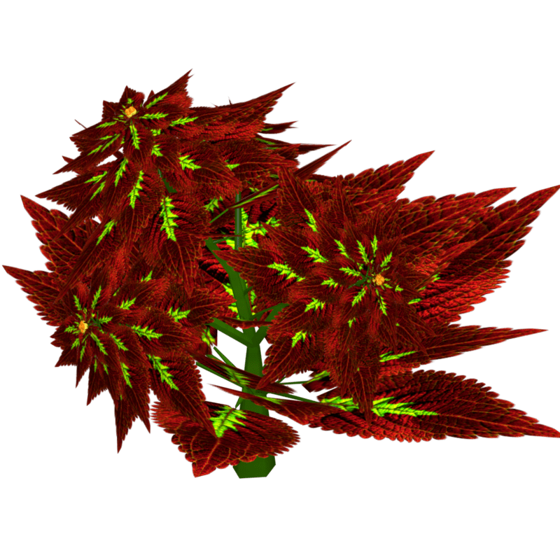 Coleus 10