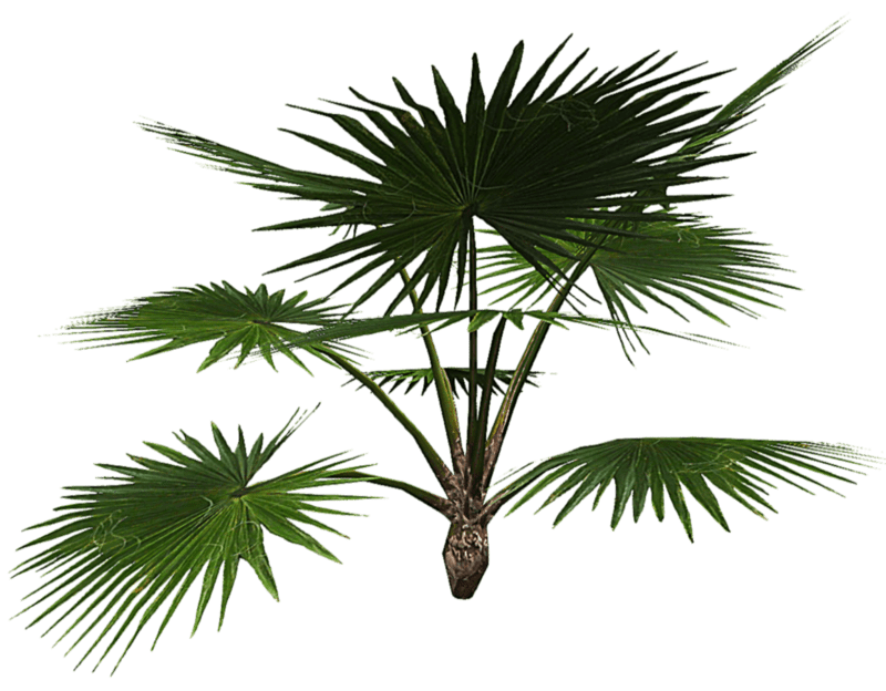 Fan Palm 2