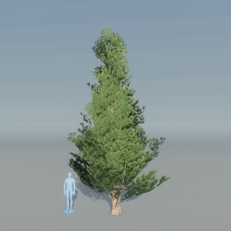 Juniper Tree 4