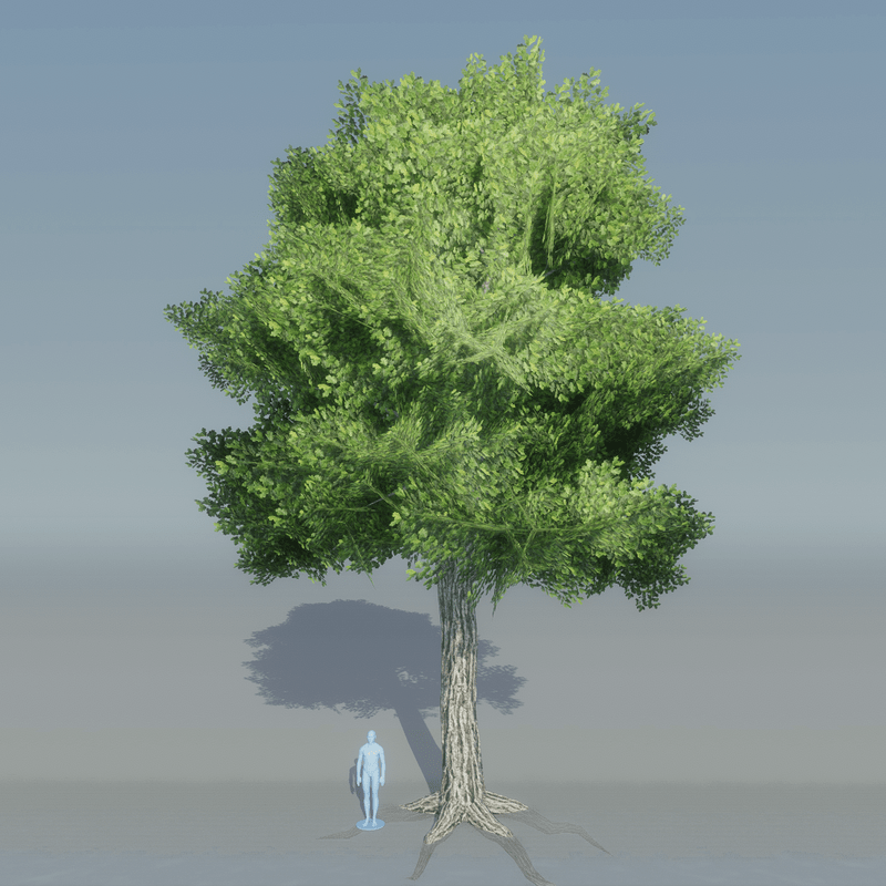 Oak Tree 4 with roots