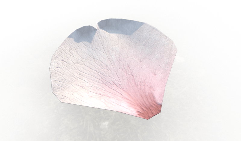 Cherry Blossom Petal