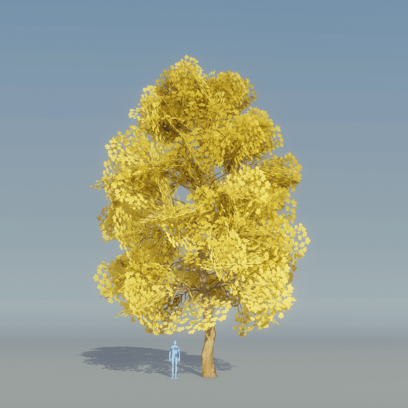 Maple Yellow Tree 3