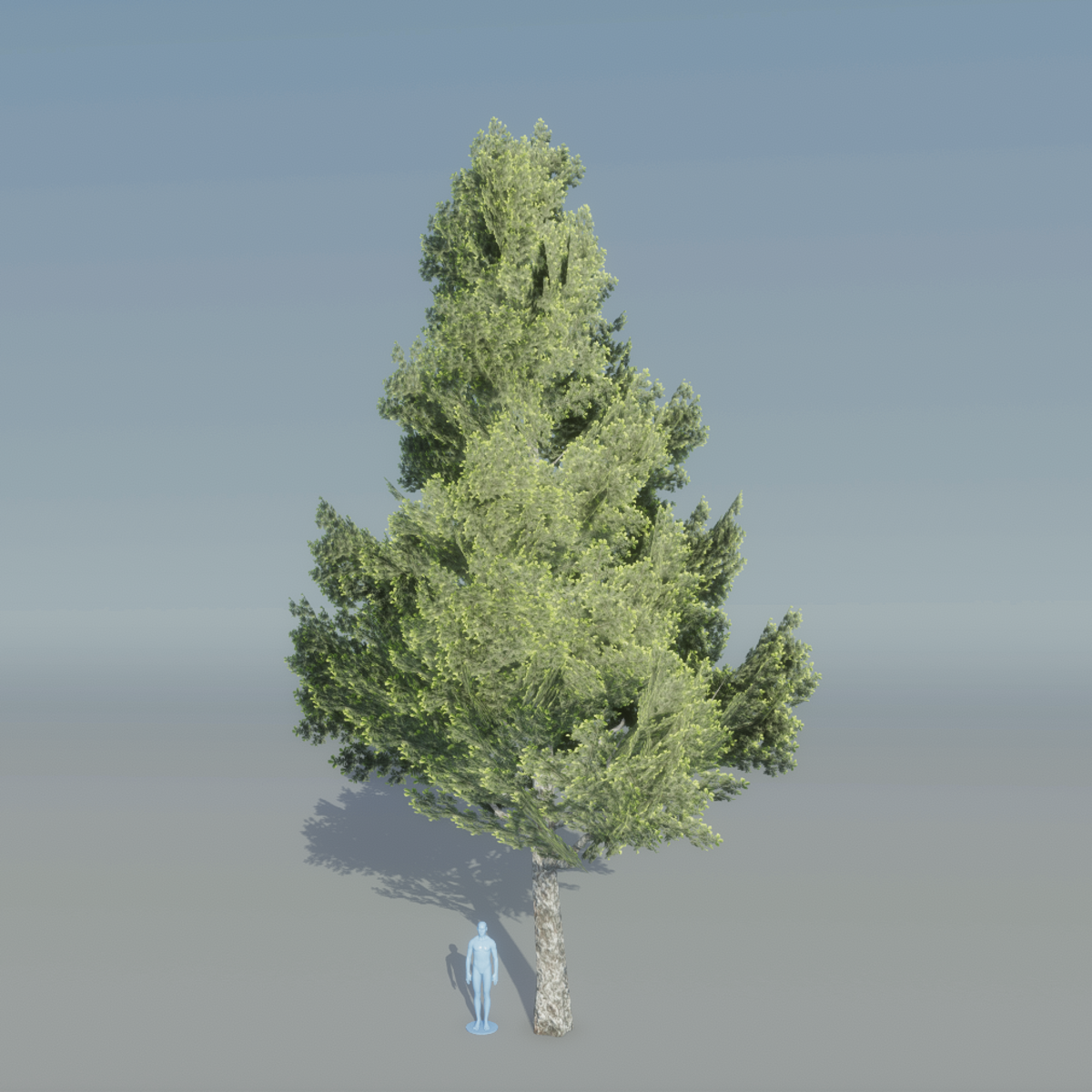 Spruce Tree 1