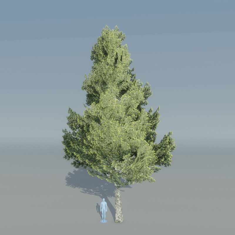 Spruce Tree 1