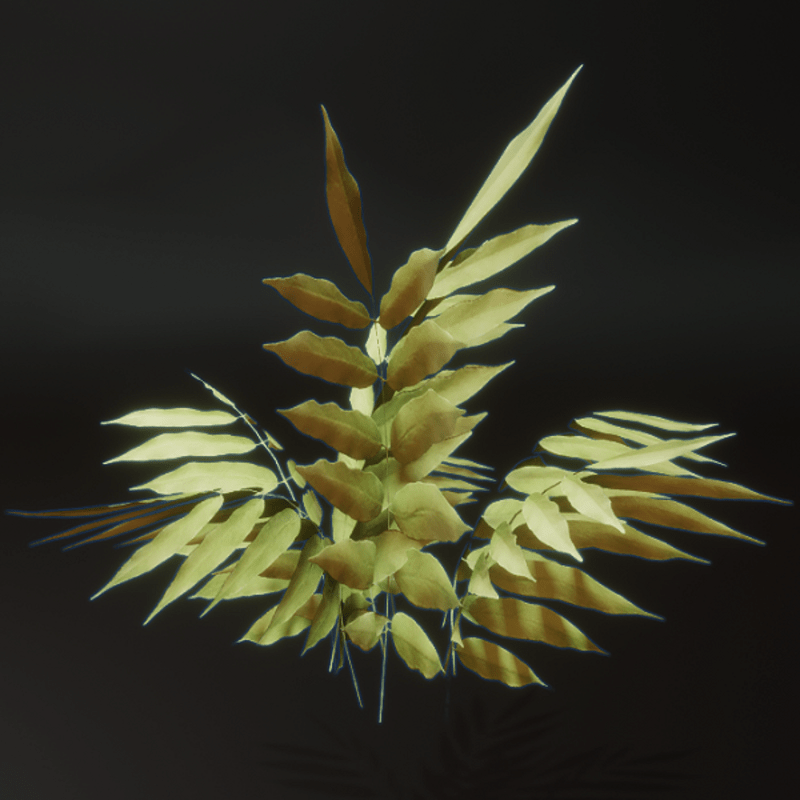 Wide Leafed Green Shrub