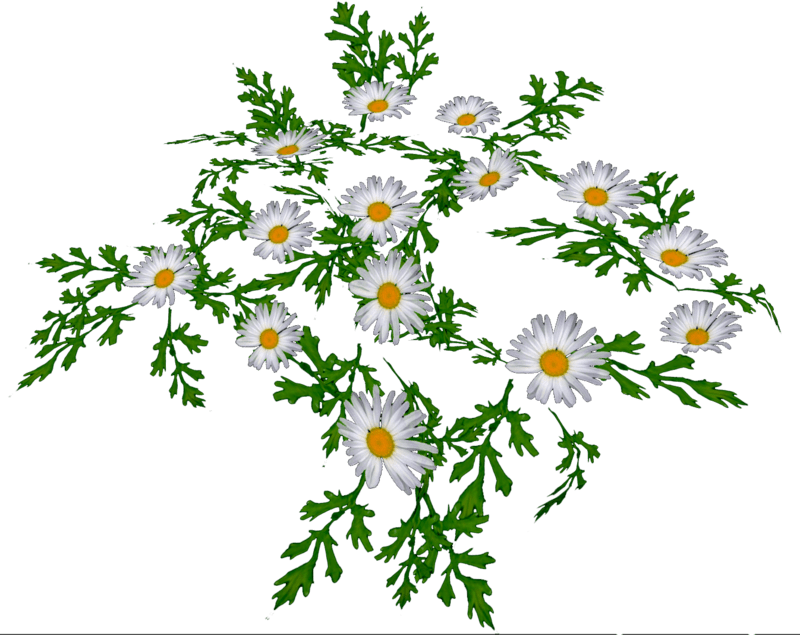 White Daisies