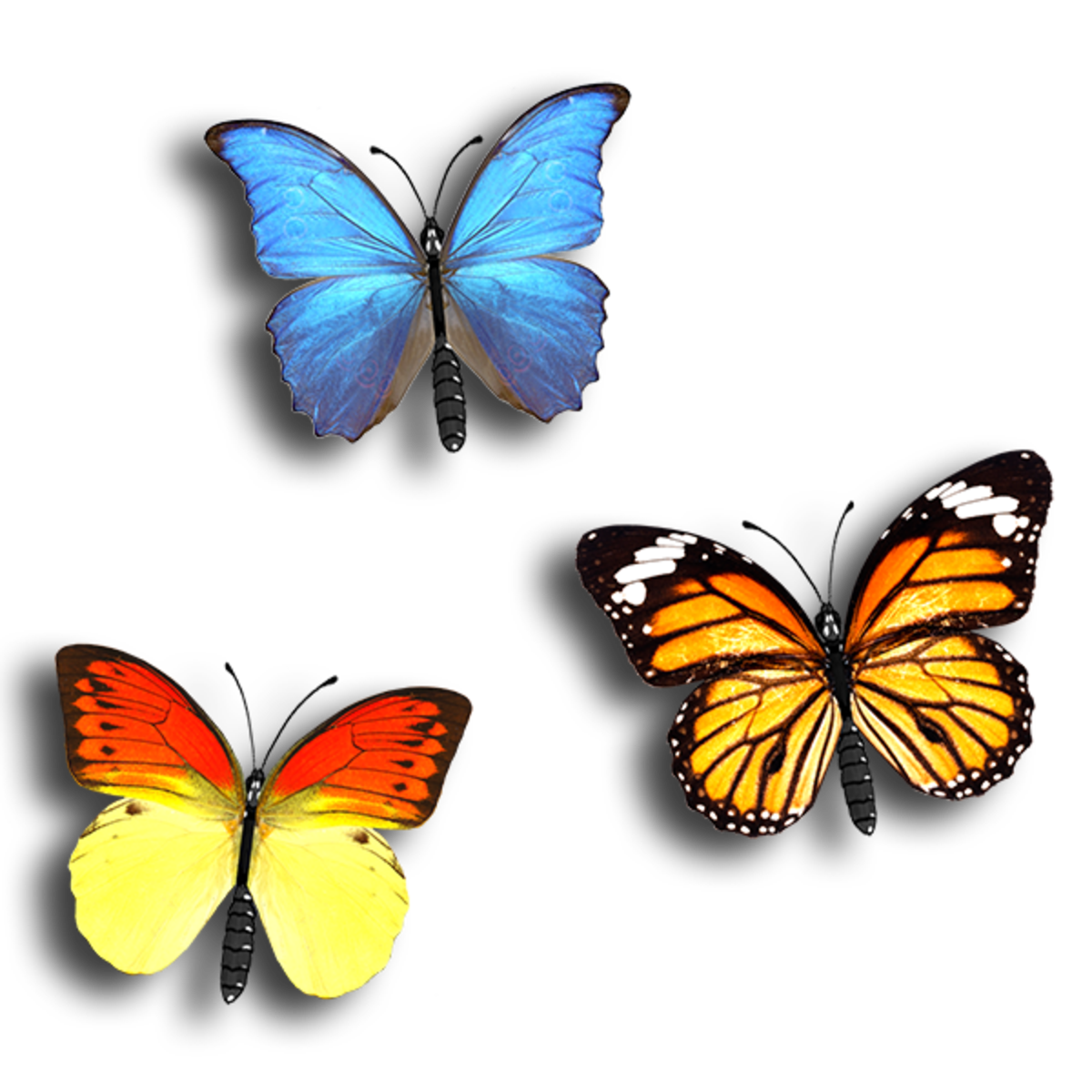 Animated Butterflies-Multi Color-Lingering