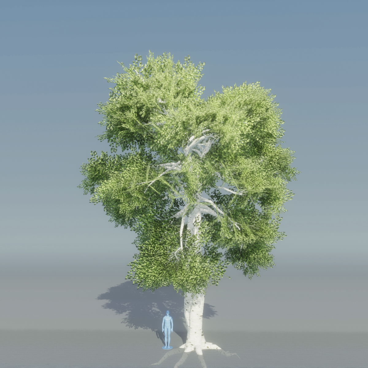 Birch Tree 5 with roots