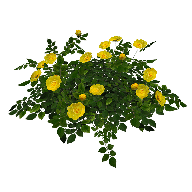 Rose Bush - Yellow