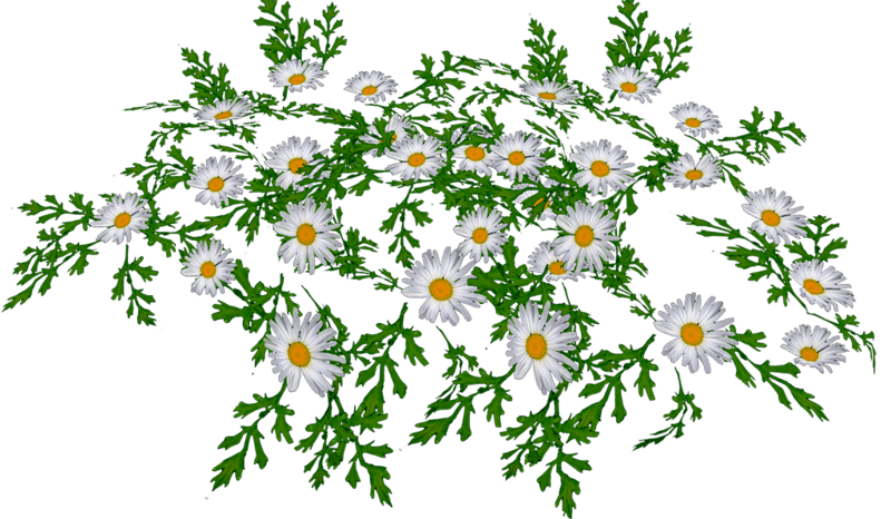 White Daisies2