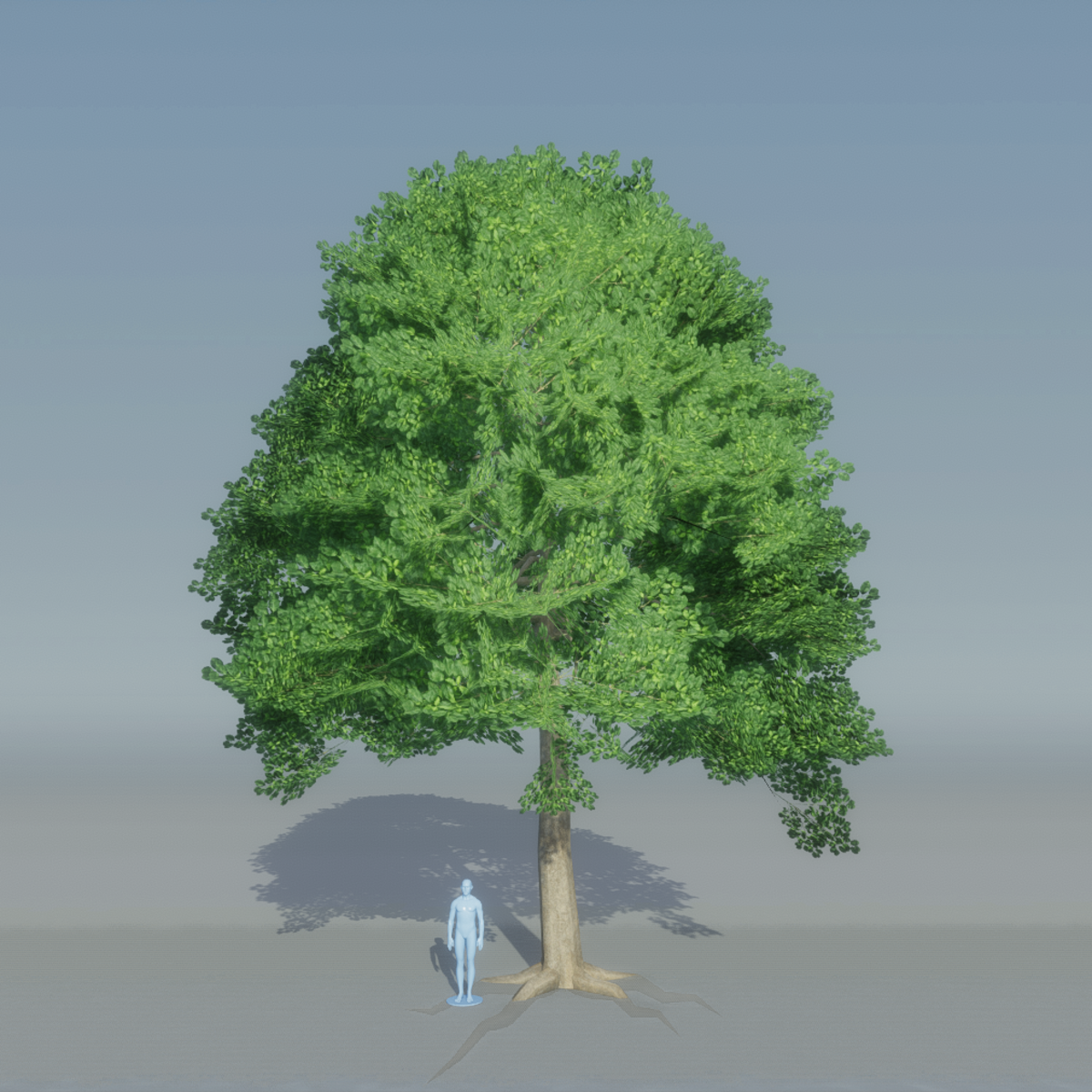 Beech Tree 5 with roots