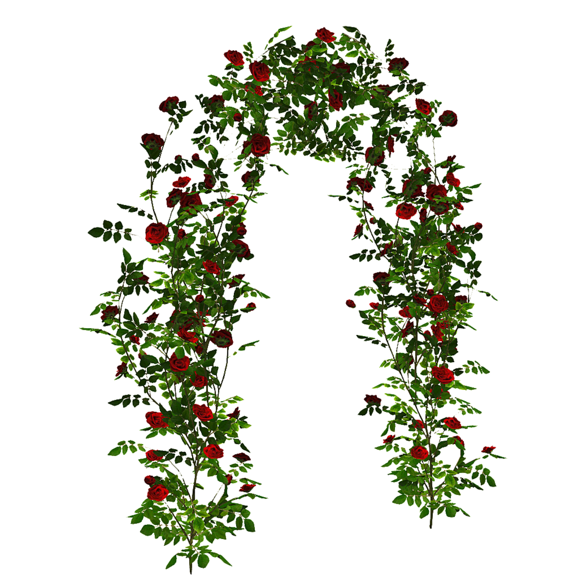 Climbing Rose - Arch - Red