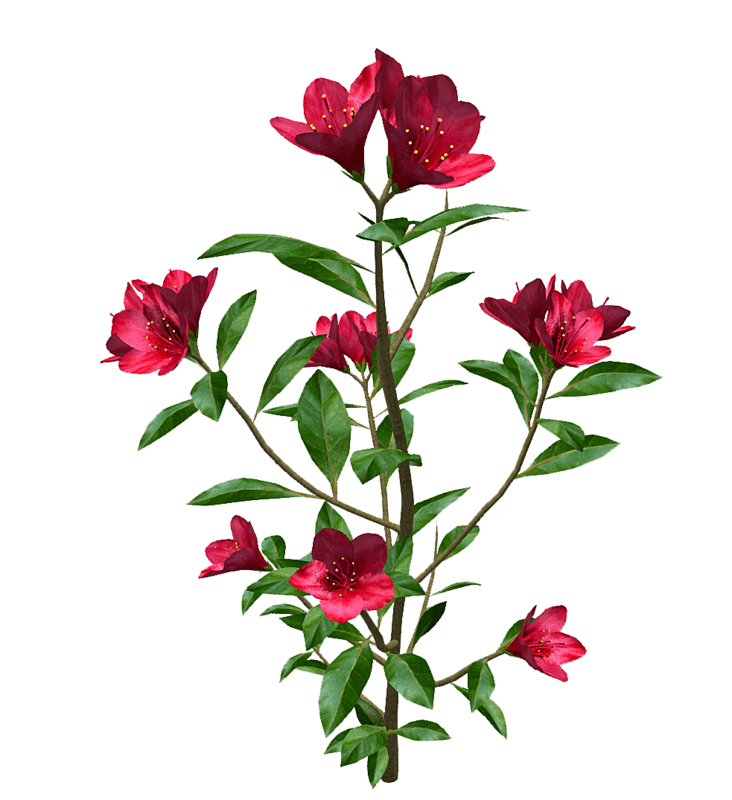 Red Rhododendron - Tall