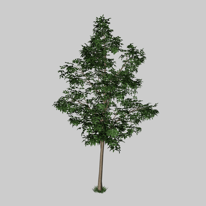 simple tree