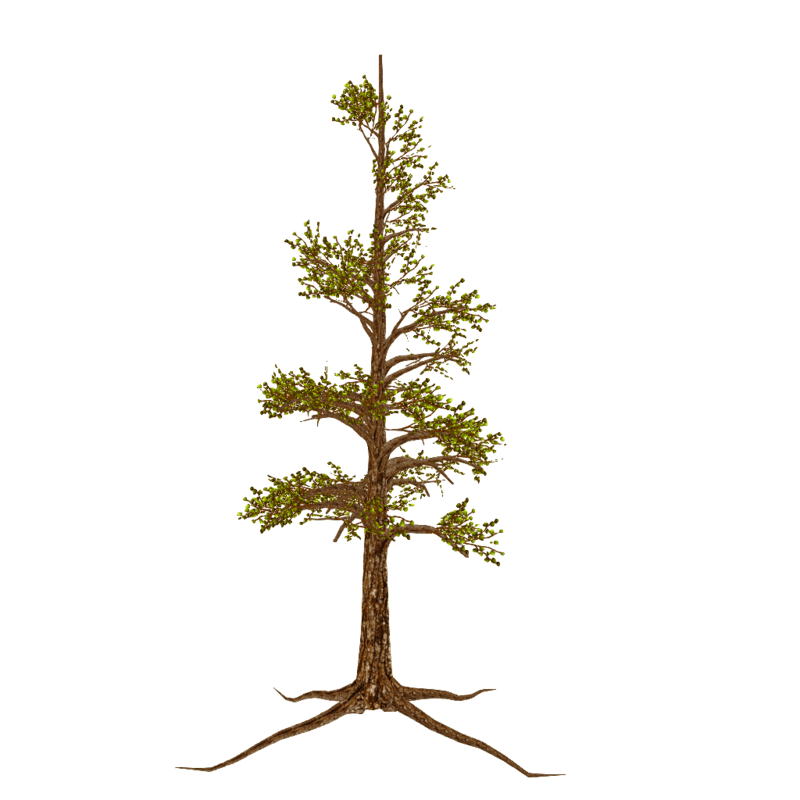 Sycamore Tree Spiral - SUMMER