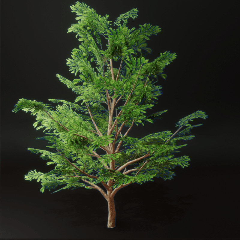 Light Green Leafed Tree