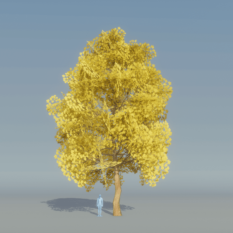 Maple Tree Yellow 4