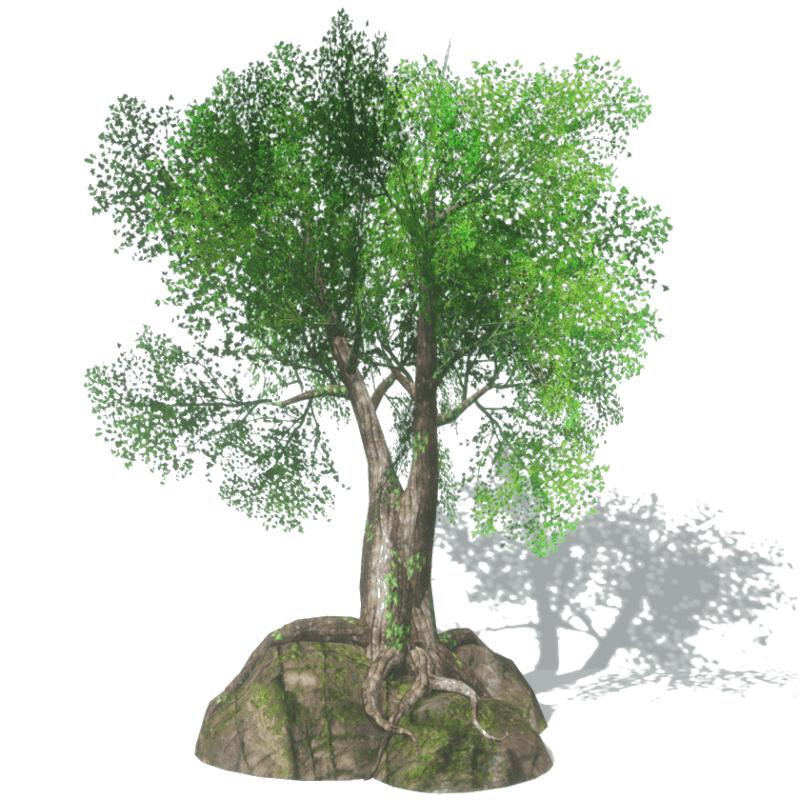 Rock Tree 1