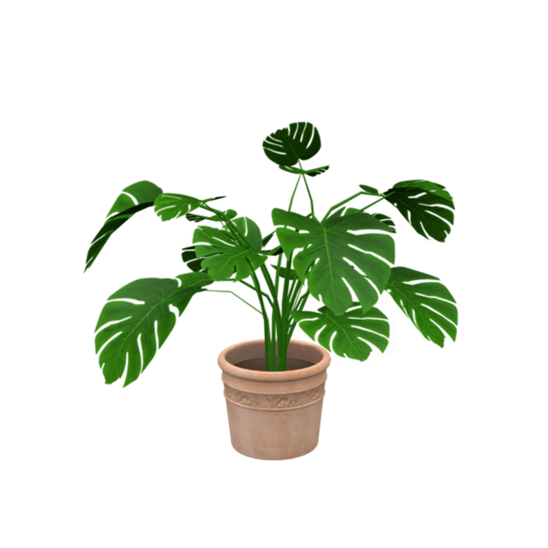 potted house plant