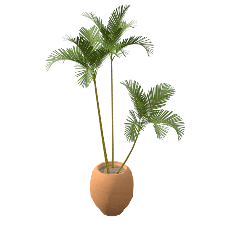 Areca in a Pot