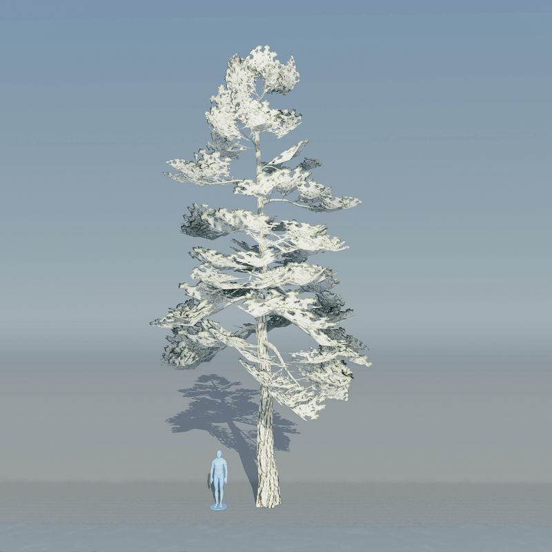 Pine tree 2 with snow