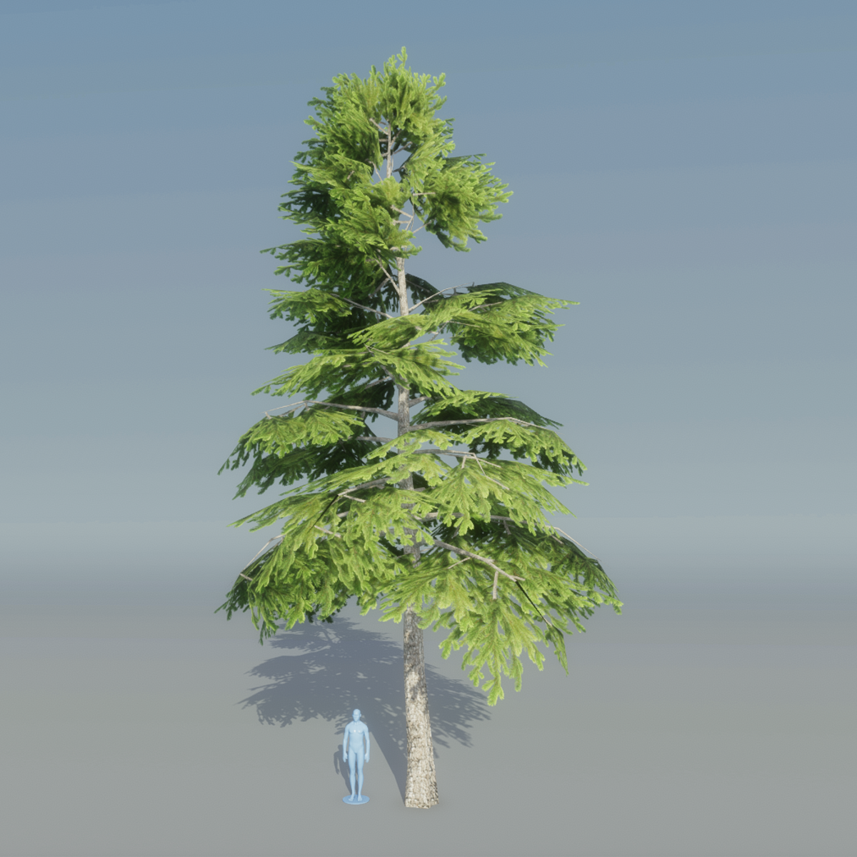 Fir Tree 3
