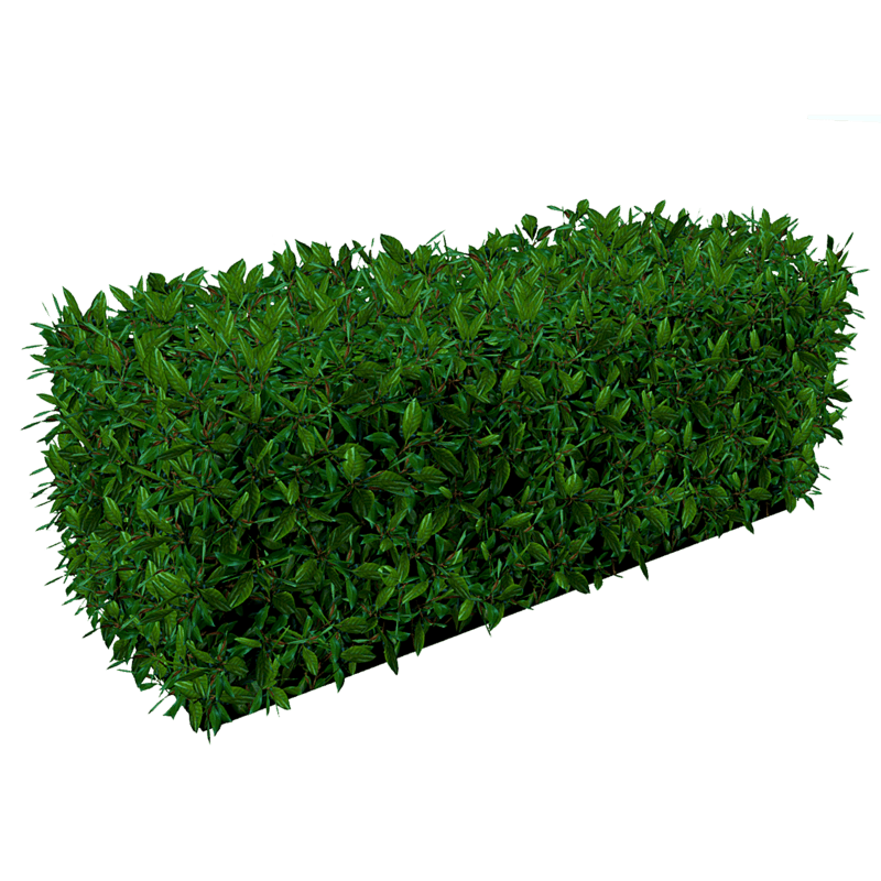 Hedge - Green