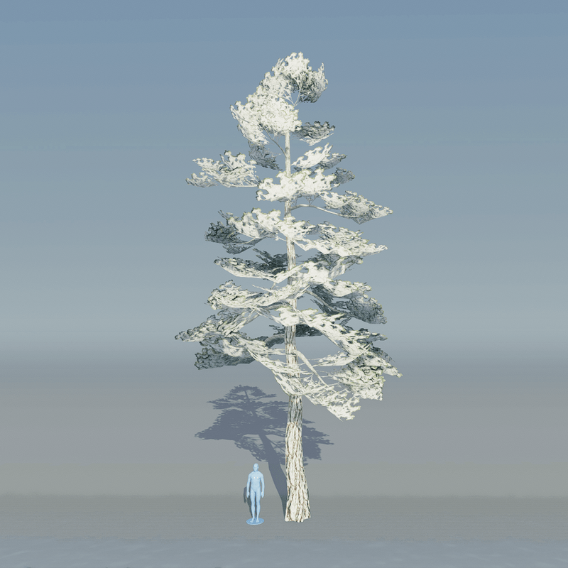 Pine Tree 4 with snow