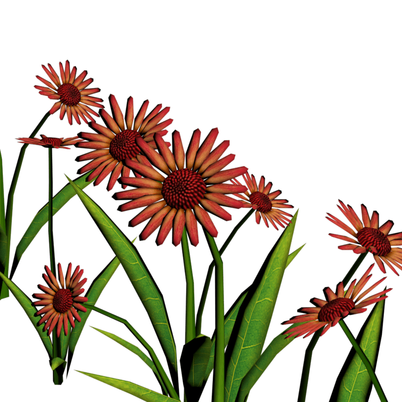 Daisies For Pathways 8