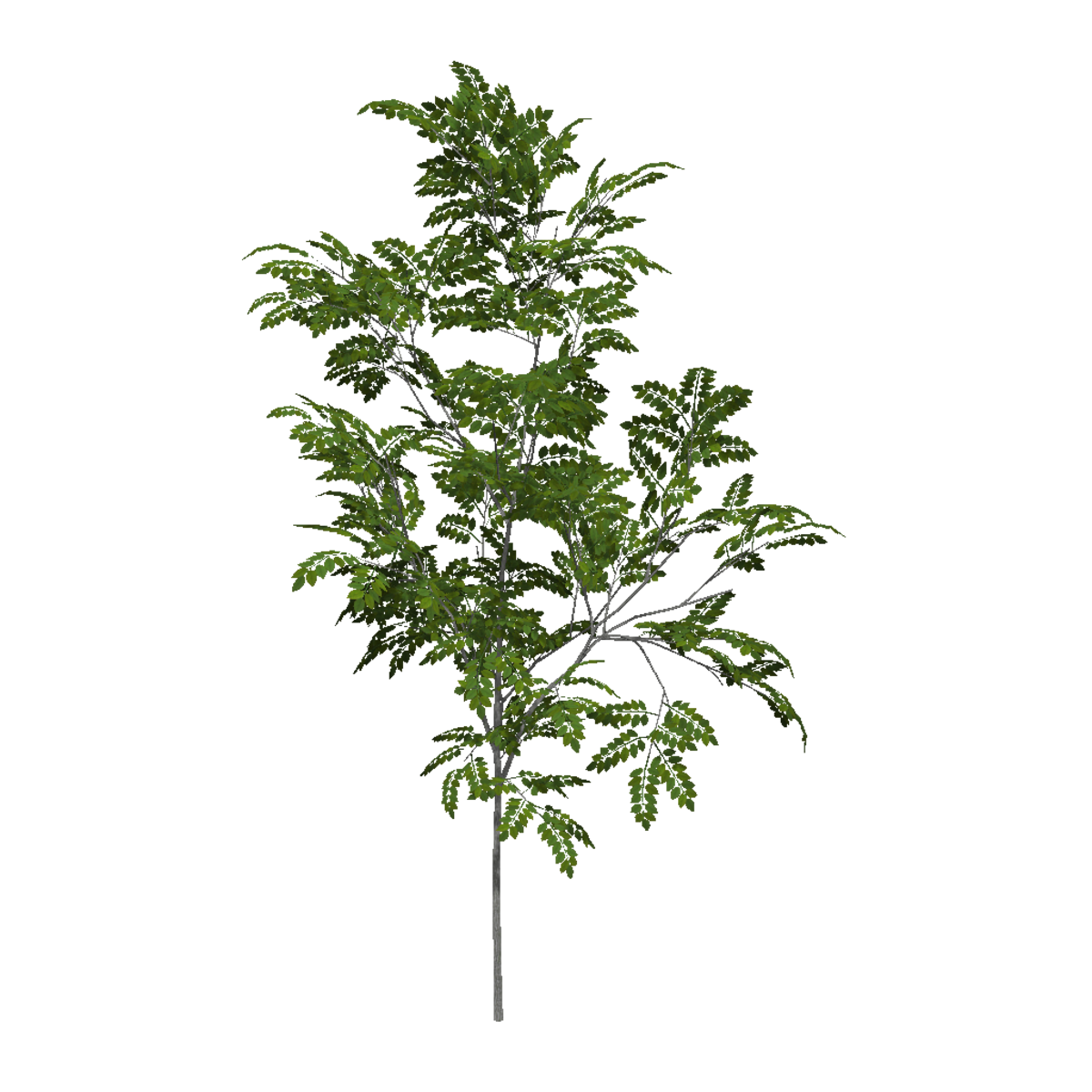 Ash Sapling 3 (High Detail)