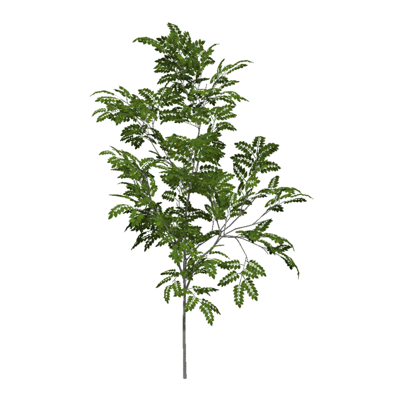 Ash Sapling 3 (High Detail)