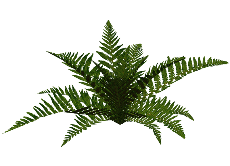 Fern