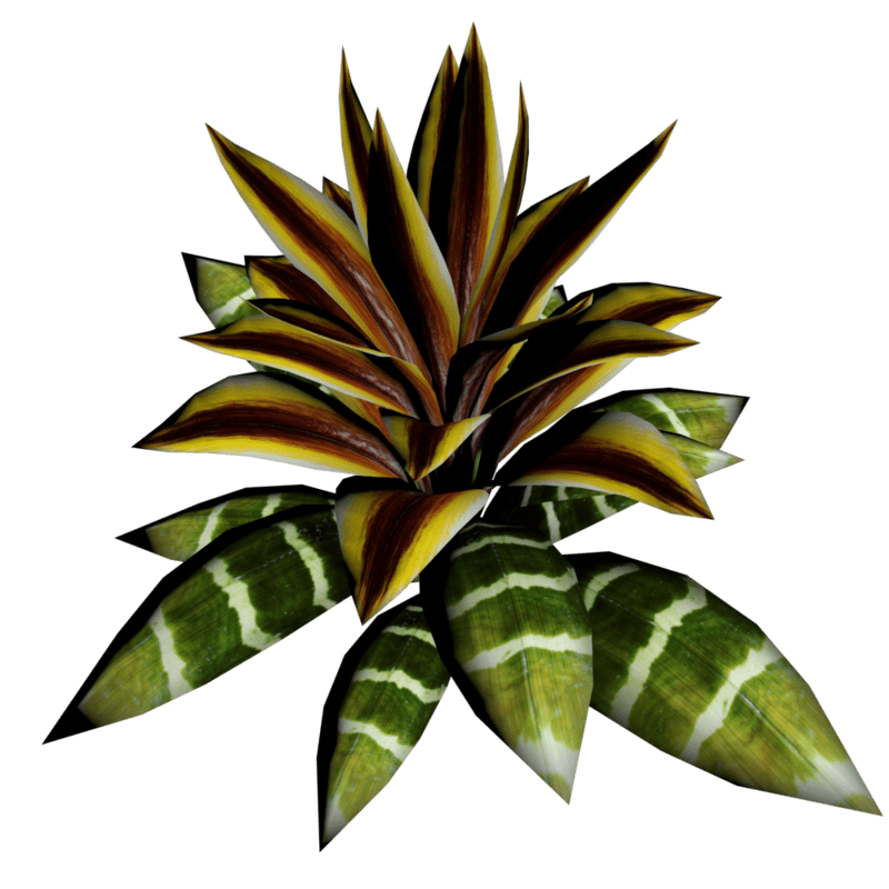 Bromeliad Plant 13
