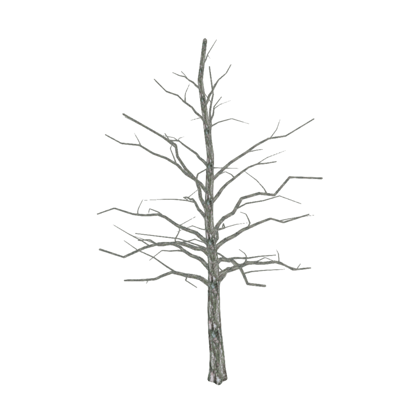 Oak Tree MD - BARE (no branches)