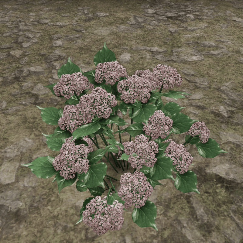 HYDRANGEA_PLANT_ROSE