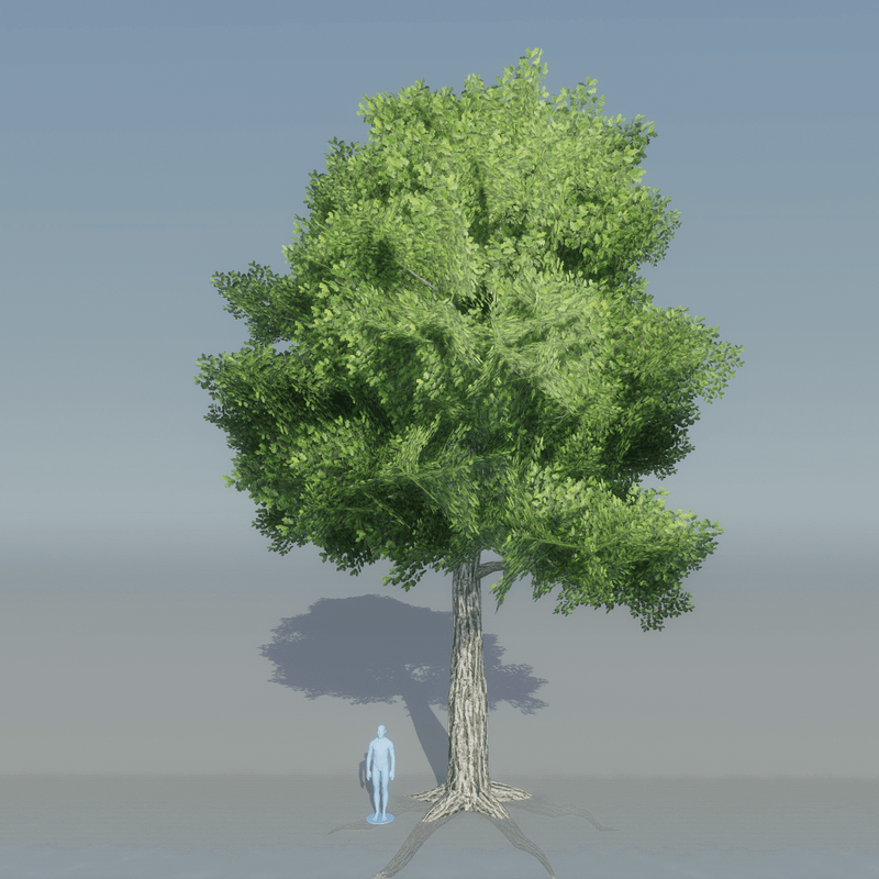 Oak Tree 2 with roots