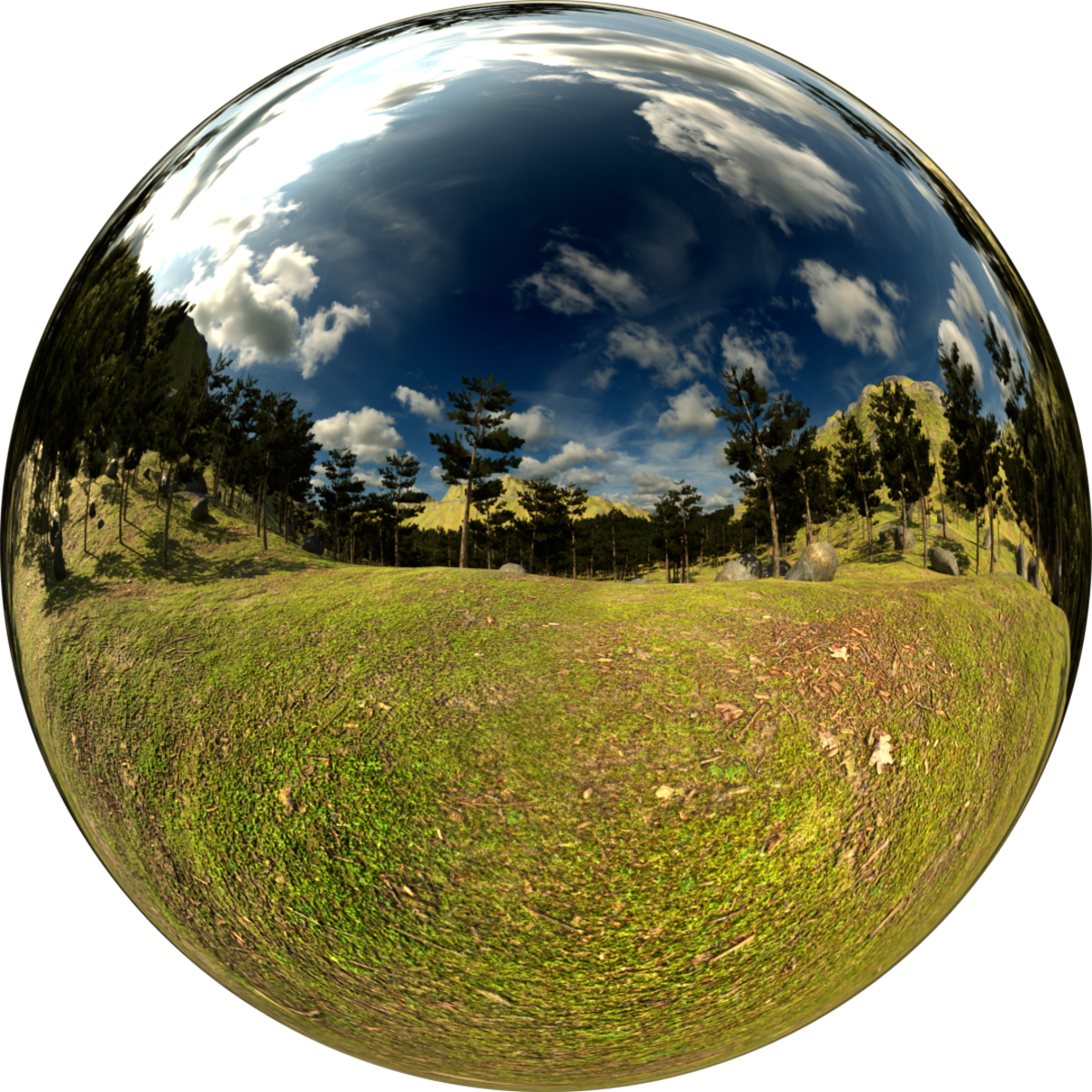 Pine Forest Ground Skybox