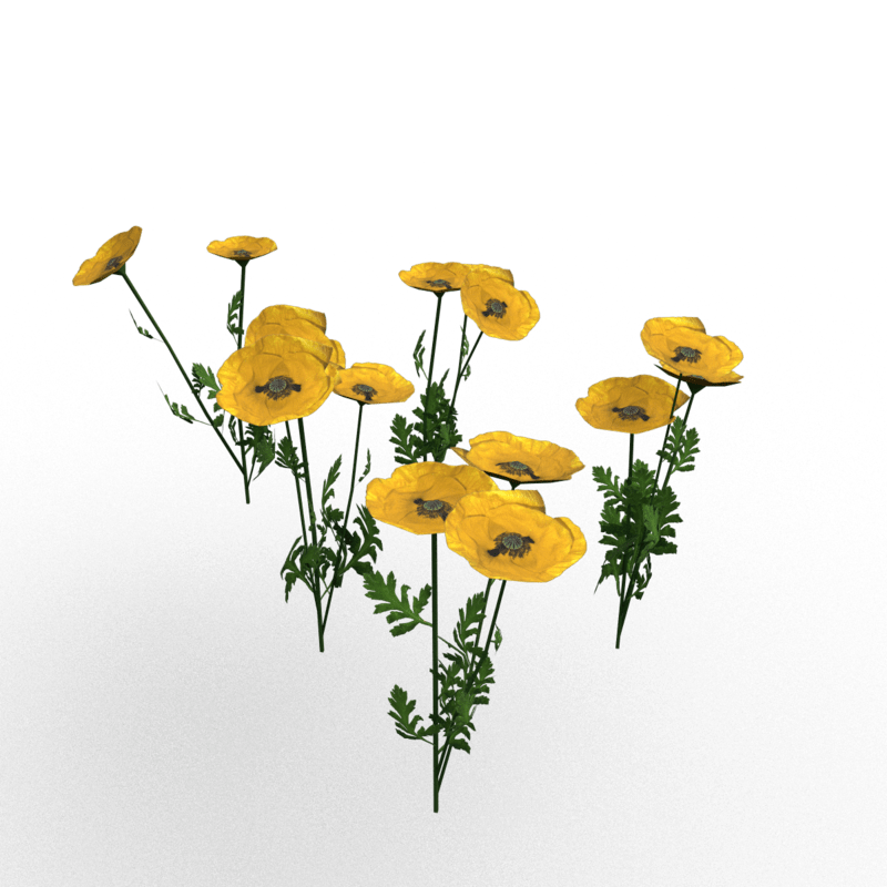 Plant-Poppy Group Yellow