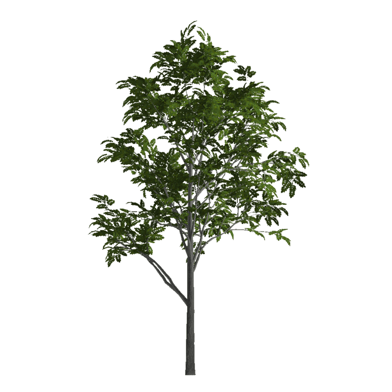 Ash Tree 4 (Billboard)